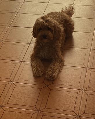 Maltipoo per accoppiamento