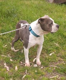 American Bully femmina