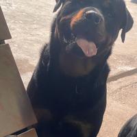 Cuccioli di rottweiler