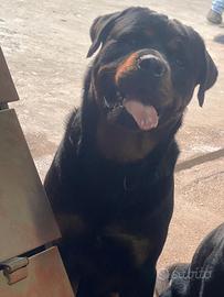 Cuccioli di rottweiler