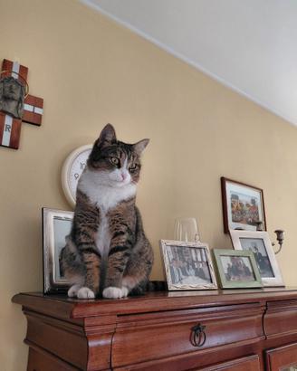 Gattina di 3 anni sterilizzata e abituata in casa