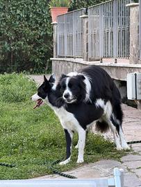 Cuccioli Border collie
