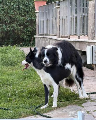 Cuccioli Border collie
