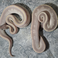 Pitoni reali vari morph disponibili