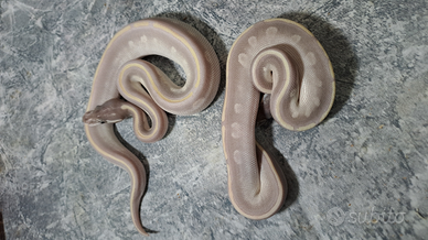 Pitoni reali vari morph disponibili