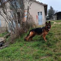 Cuccioli pastore tedesco