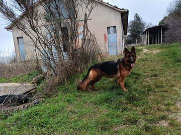 Cuccioli pastore tedesco