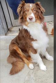Vendita cuccioli
