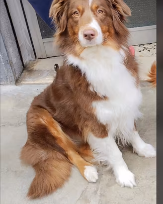 Vendita cuccioli