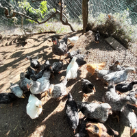 Galline nane, pulcini