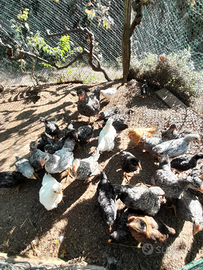 Galline nane, pulcini