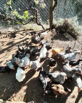 Galline nane, pulcini