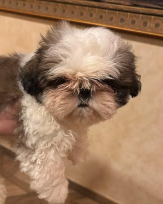 Shih Tzu