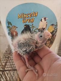 Pulli pappagalli calopsite