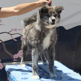 Cucciolo Akita Tigrato