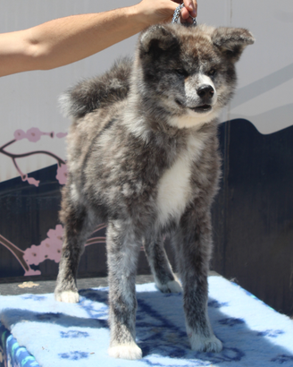 Cucciolo Akita Tigrato