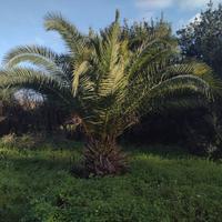 palma da giardino 