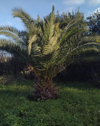 palma da giardino 