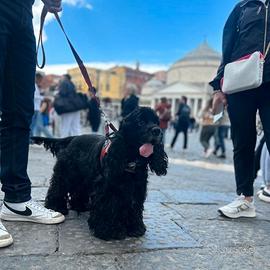 Cocker americano originale da monta