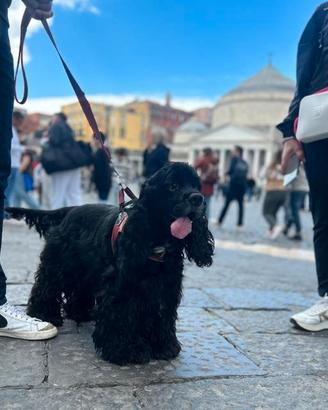 Cocker americano originale da monta