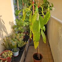 Pianta avocado