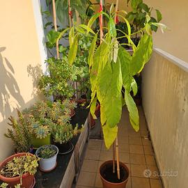 Pianta avocado