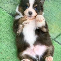 Allevamento riconosciuto di pastore australiano