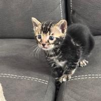 Gatto bengala di altissima genealogia color black