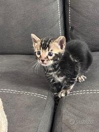 Gatto bengala di altissima genealogia color black