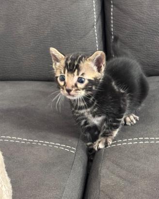 Gatto bengala di altissima genealogia color black