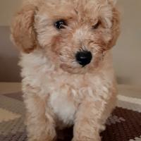 Cucciolo di barboncino toy