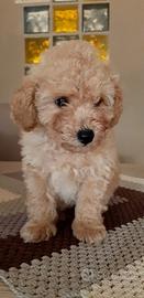 Cucciolo di barboncino toy