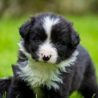Cuccioli di border collie