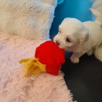 Cuccioli di maltese