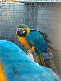 Ara ararauna pappagallo maschio