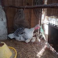 Pulcini di tacchino ermellinato di rovigo