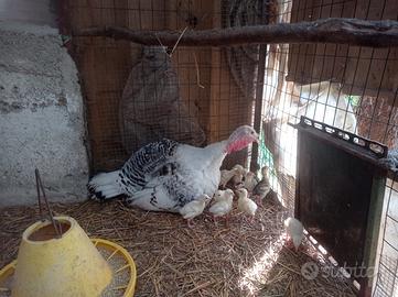 Pulcini di tacchino ermellinato di rovigo
