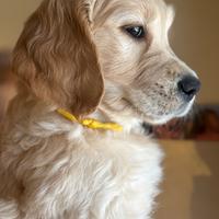 Cuccioli Golden Retriever