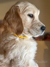 Cuccioli Golden Retriever
