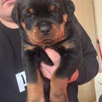 Rottweiler cuccioli cucciolotti con pedigree enci