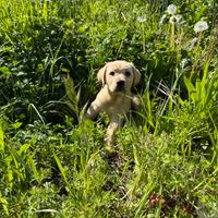 Cuccioli di Labrador con pedigree Enci