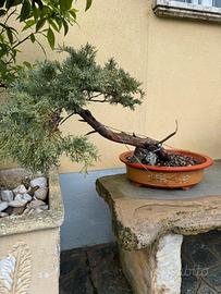 Prebonsai Yamadori Ginepro