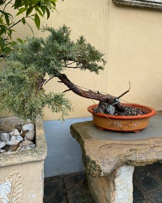 Prebonsai Yamadori Ginepro