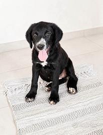 Lola e Merlino in adozione gratuita
