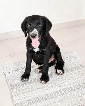 Lola e Merlino in adozione gratuita