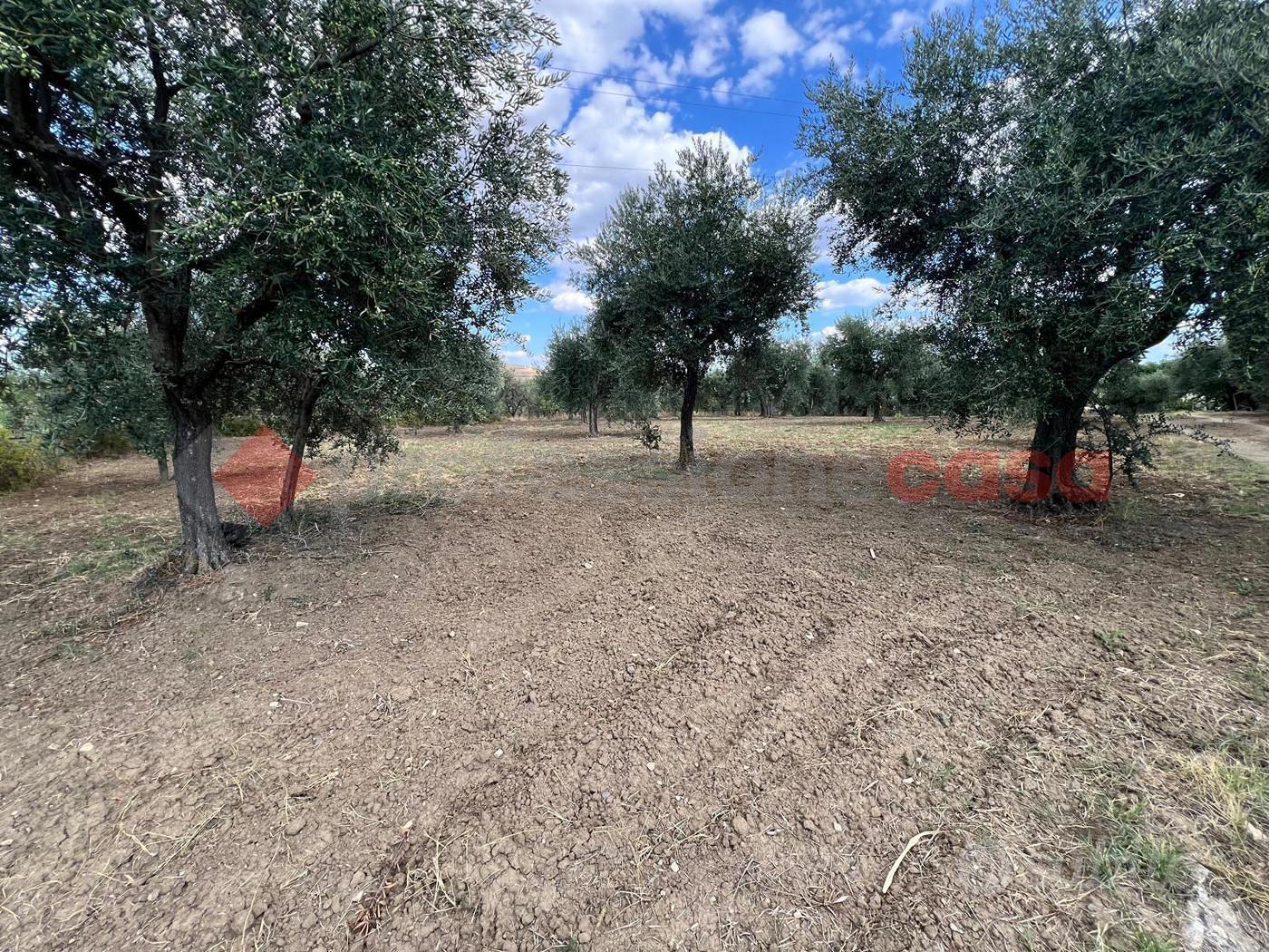 Terreno Agricolo Barile [Cod. rif 3269246VCG] - Vista 5