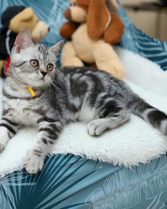 Gattino British shorthair stupendo scottish