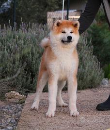 Cucciolone di Akita inu