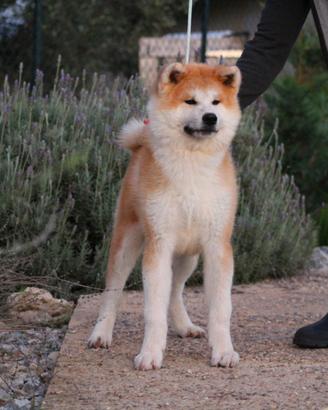 Cucciolone di Akita inu
