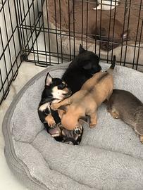 Chihuahua